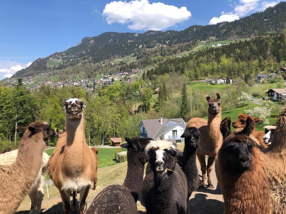 Отель Jurte Beim Lama- & Alpakahof Тризенберг Экстерьер фото