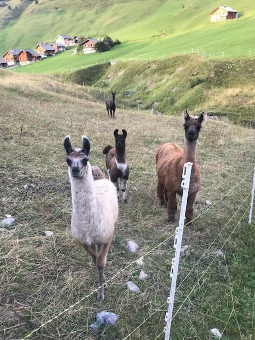 Отель Jurte Beim Lama- & Alpakahof Тризенберг Экстерьер фото