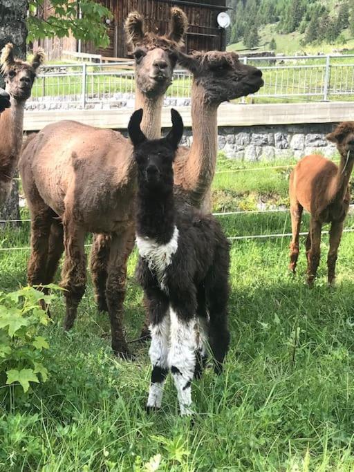 Отель Jurte Beim Lama- & Alpakahof Тризенберг Экстерьер фото