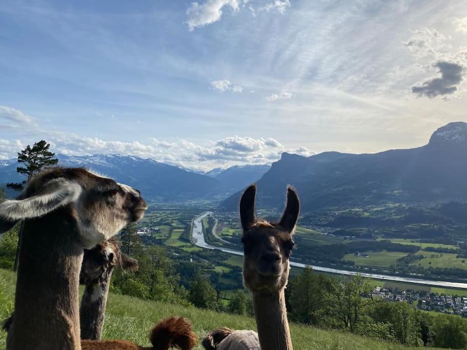 Отель Jurte Beim Lama- & Alpakahof Тризенберг Экстерьер фото